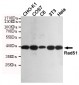 Rad51 Antibody