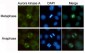 Aurora Kinase A Antibody