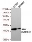 Aurora Kinase A Antibody