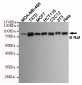 B Raf Antibody