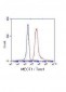 MECT1 / Torc1 Antibody