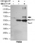 MECT1 / Torc1 Antibody