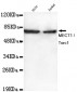 MECT1 / Torc1 Antibody