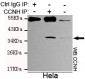 Cyclin H Antibody