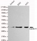 Cyclin H Antibody