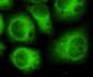 CDK5(N-terminus) Antibody