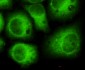 CDK5(N-terminus) Antibody