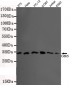 CDK5(N-terminus) Antibody