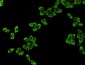 eEF2 Antibody