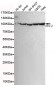 eEF2 Antibody