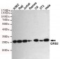 GRB2 Antibody