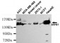 SAFB1 Antibody