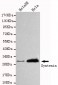 Syntenin Antibody