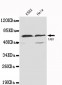 TAB1(N-terminus) Antibody