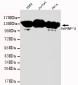 hnRNP U Antibody