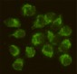 Fyn Antibody