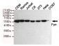 Fyn Antibody