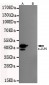 c-JUN Antibody