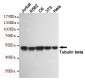 beta Tubulin Antibody