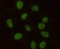 DNA-PKcs Antibody