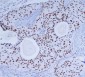 DNA-PKcs Antibody