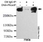 DNA-PKcs Antibody