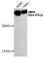 DNA-PKcs Antibody