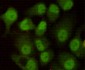 DNA-PKcs Antibody