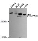 DNA-PKcs Antibody