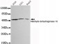 Aldehyde dehydrogenase 10 Antibody