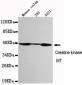 CKMT1 Antibody