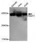 PRMT1 Antibody