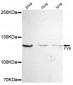 FYB Antibody