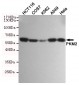 PKM2 Antibody