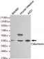 Calumenin Antibody