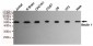 Beclin 1 Antibody