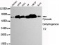 Pyruvate Dehydrogenase E2 Antibody