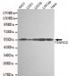 TXNRD2 Antibody