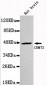 CKMT2 Antibody