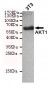 AKT1 Antibody