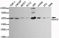 HDAC3 Antibody