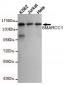 SMARCC1 Antibody