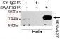 SWAP70 Antibody