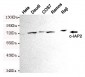 cIAP2 Antibody