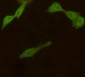 UCHL1 / PGP9.5 Antibody