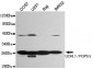 UCHL1 / PGP9.5 Antibody