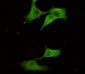 UCHL1 / PGP9.5 Antibody