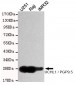 UCHL1 / PGP9.5 Antibody