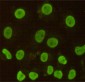 CDX2 Antibody