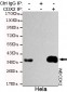 CDX2 Antibody